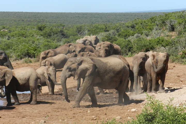 Addo Elephant 5 hour Morning Safari. - Photo 1 of 10